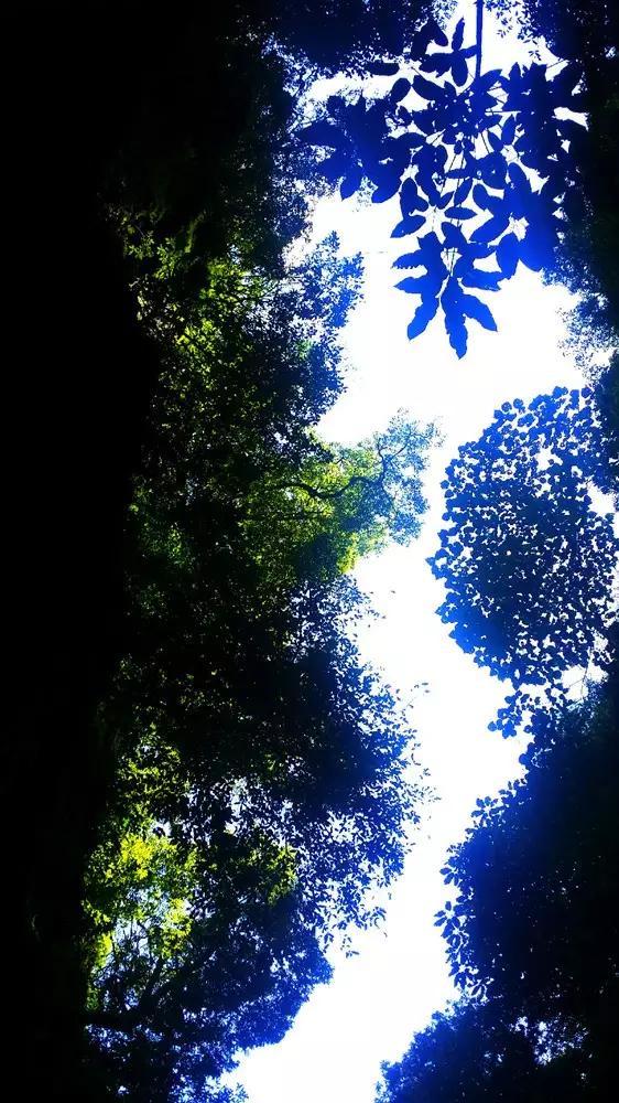梦想之森